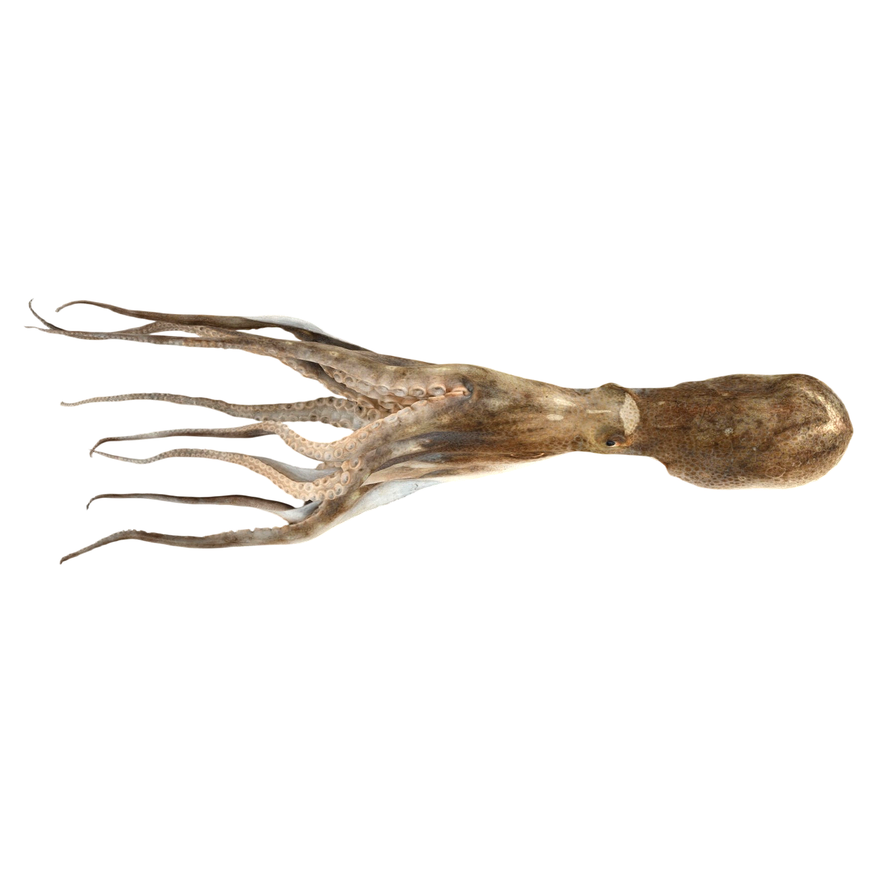 Giant webbed-footed octopus specimen