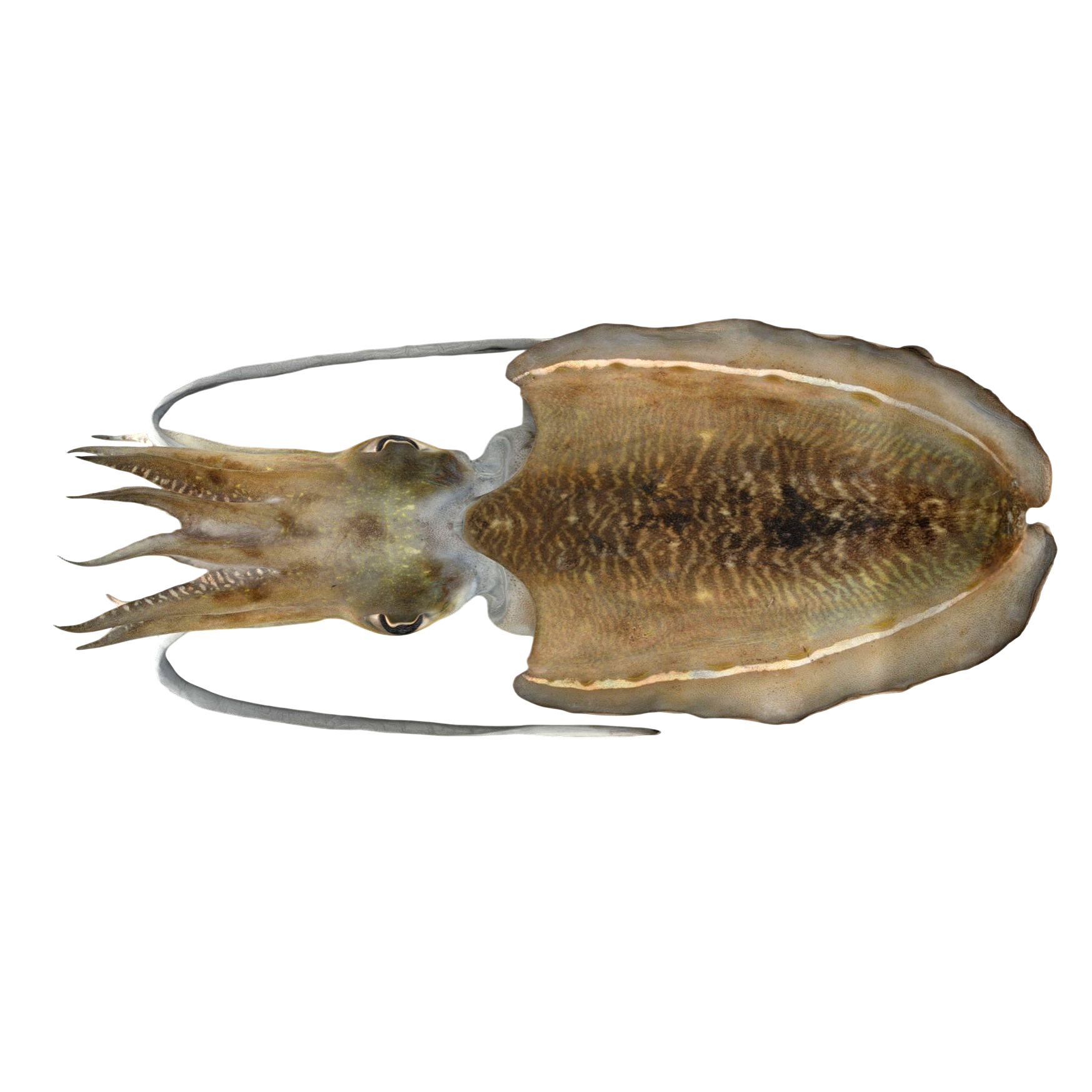 golden cuttlefish specimen