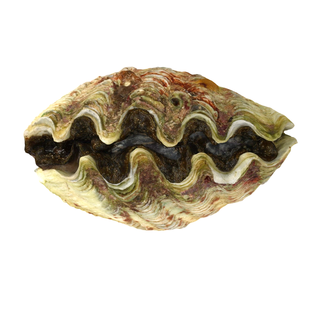 Cranus giant specimen