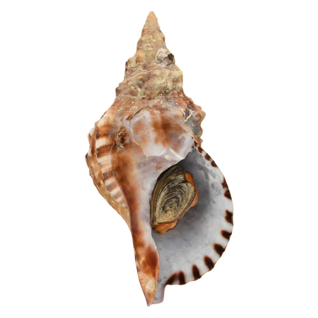 Sallia cono specimen