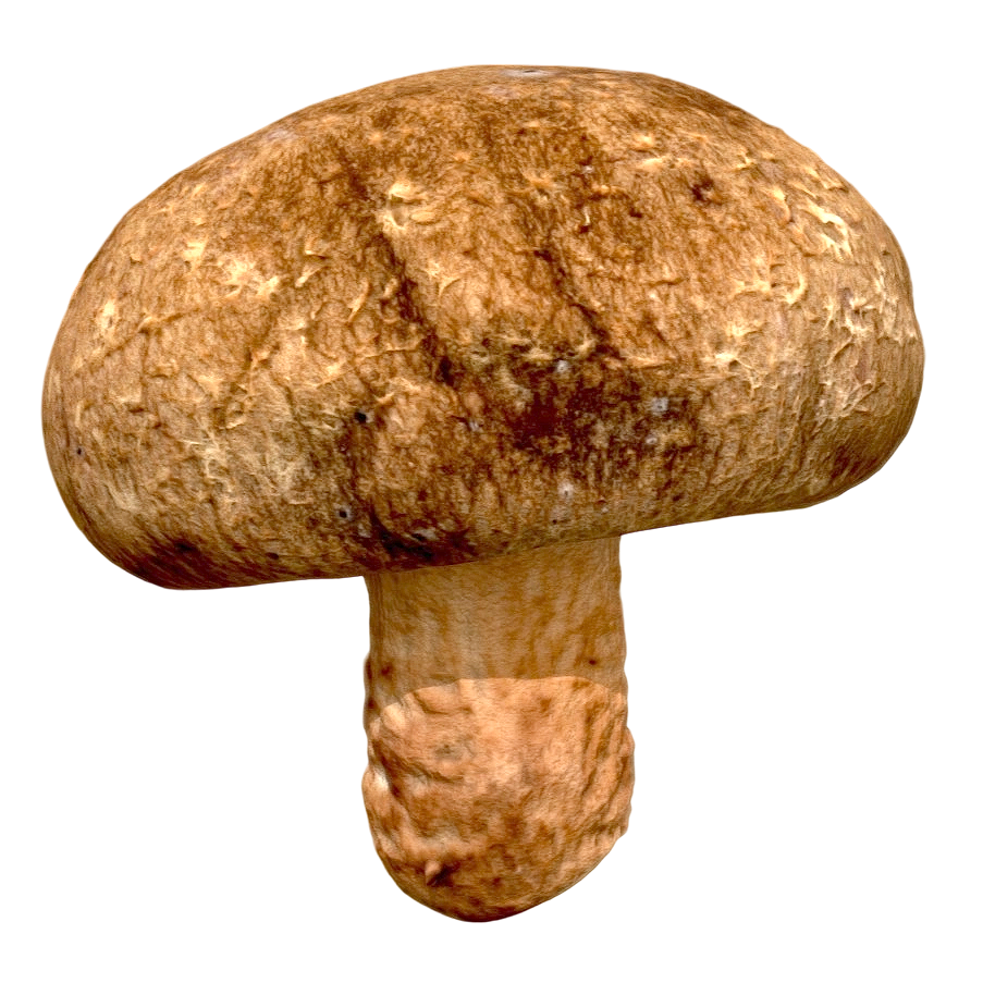 Shiitake mushroom