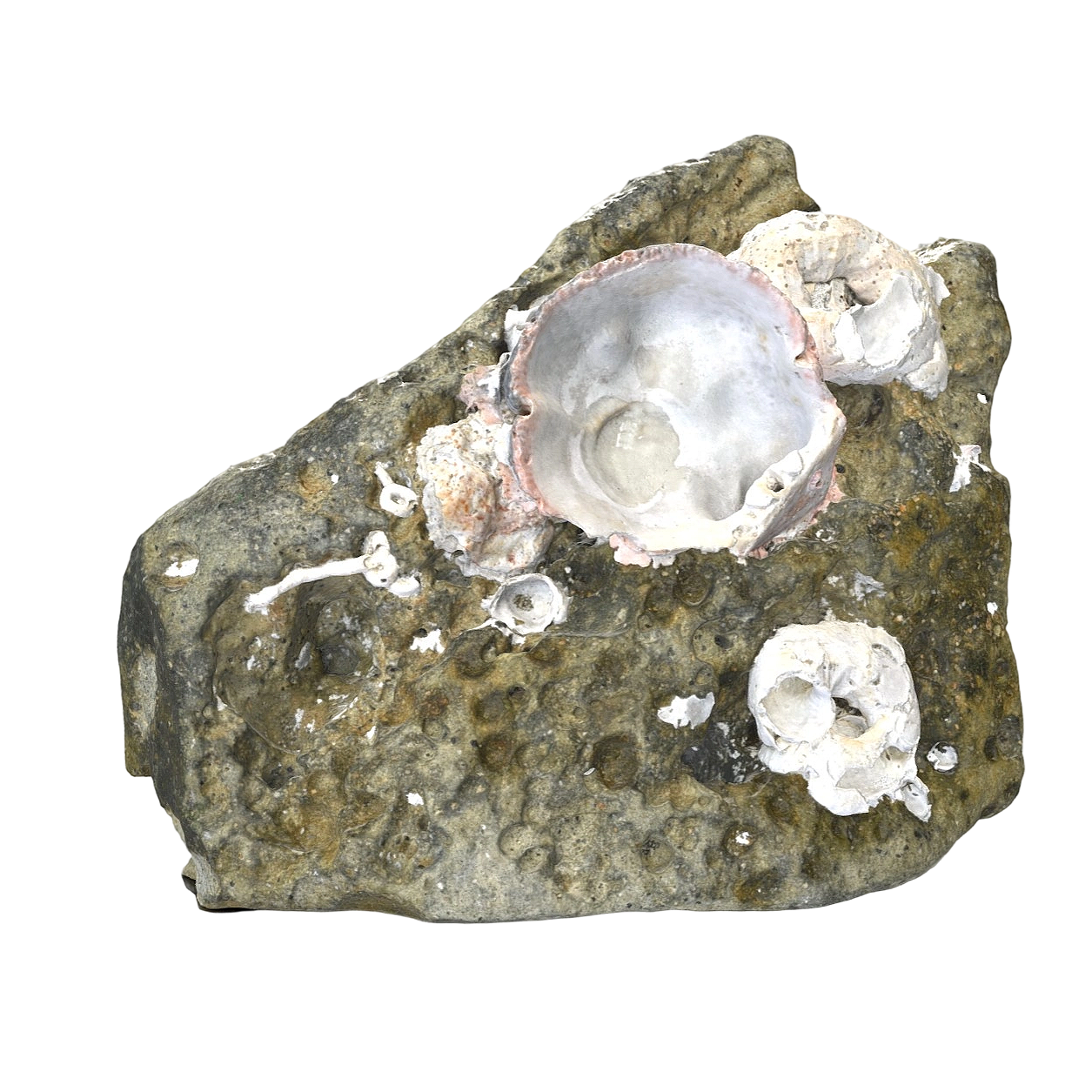 A reef with oyster shells