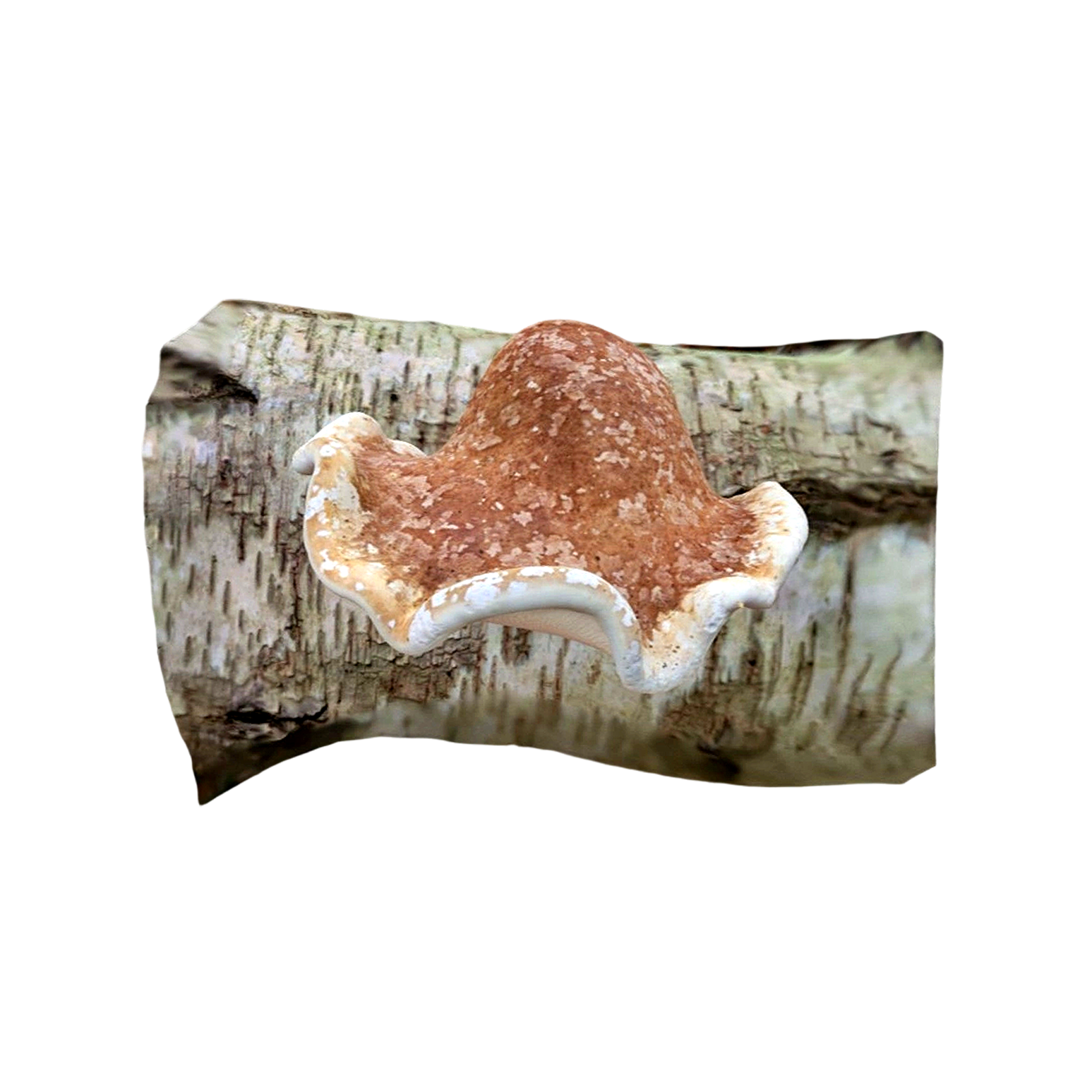 Inonotus obliquus