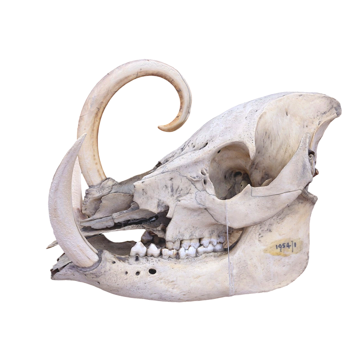 Stranraer Museum-Boar Skull