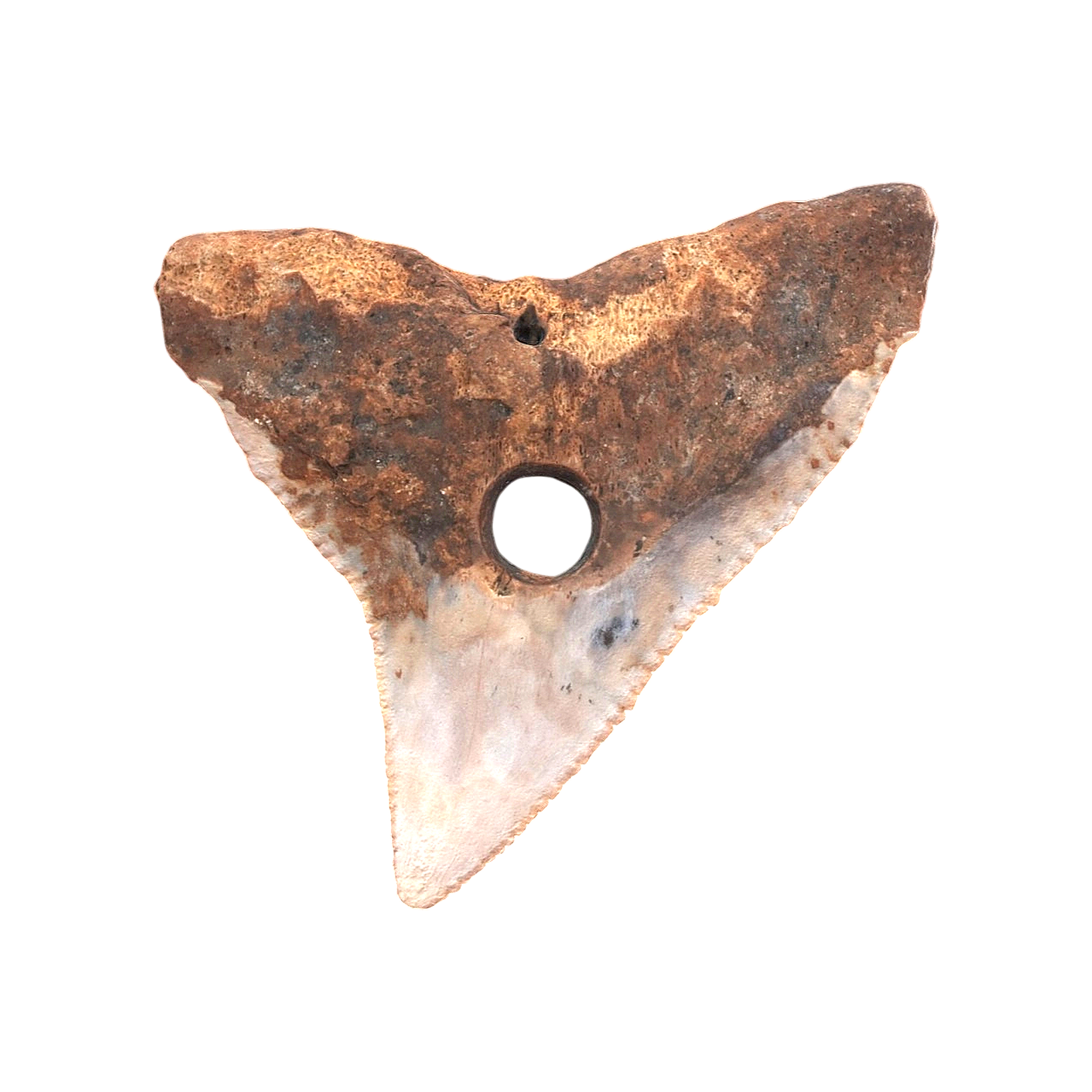 El Canio Shark Tooth Perforated Pendant