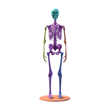 Dyed human bones (3D printable) Dyed human bones (3D printable)