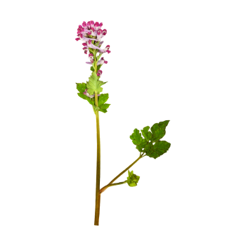 Engraved Leaf Corydalis Specimen