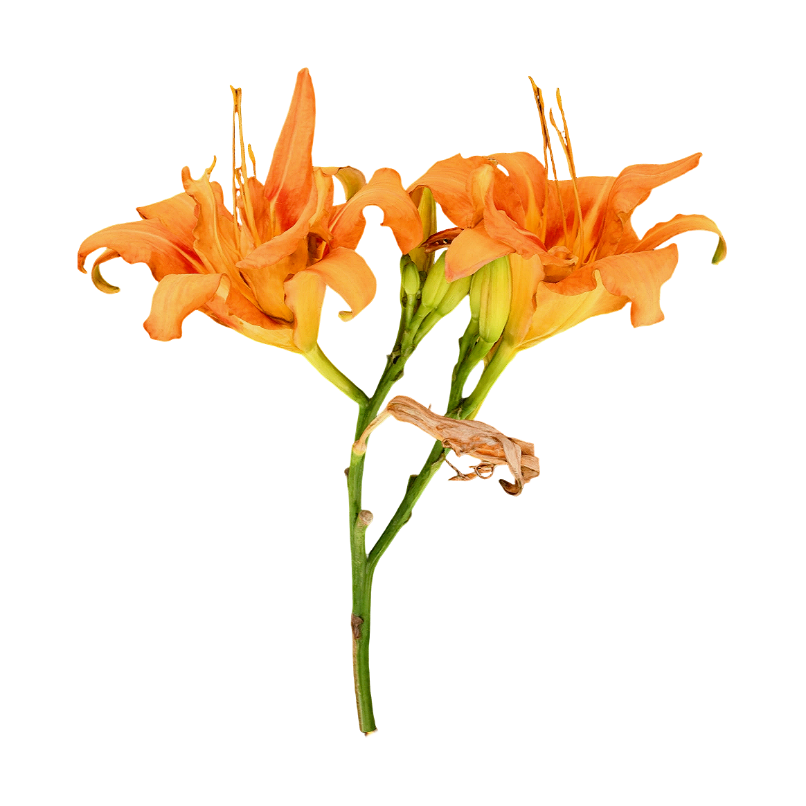Wide-leaf Hemerocallis Flower Specimen