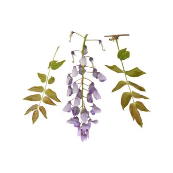 short stemmed wisteria flower short stemmed wisteria flower