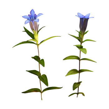Gentian Flower