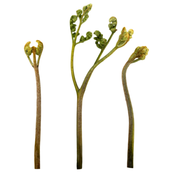 Western Fern
