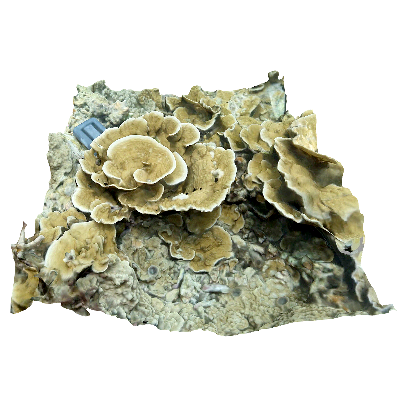 leafy Monterey coral