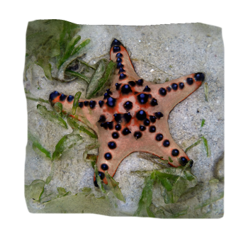 crown of thorns starfish