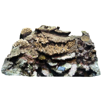 mastoid staghorn coral