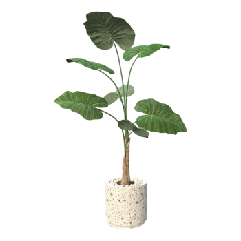 drip guanyin potted plant