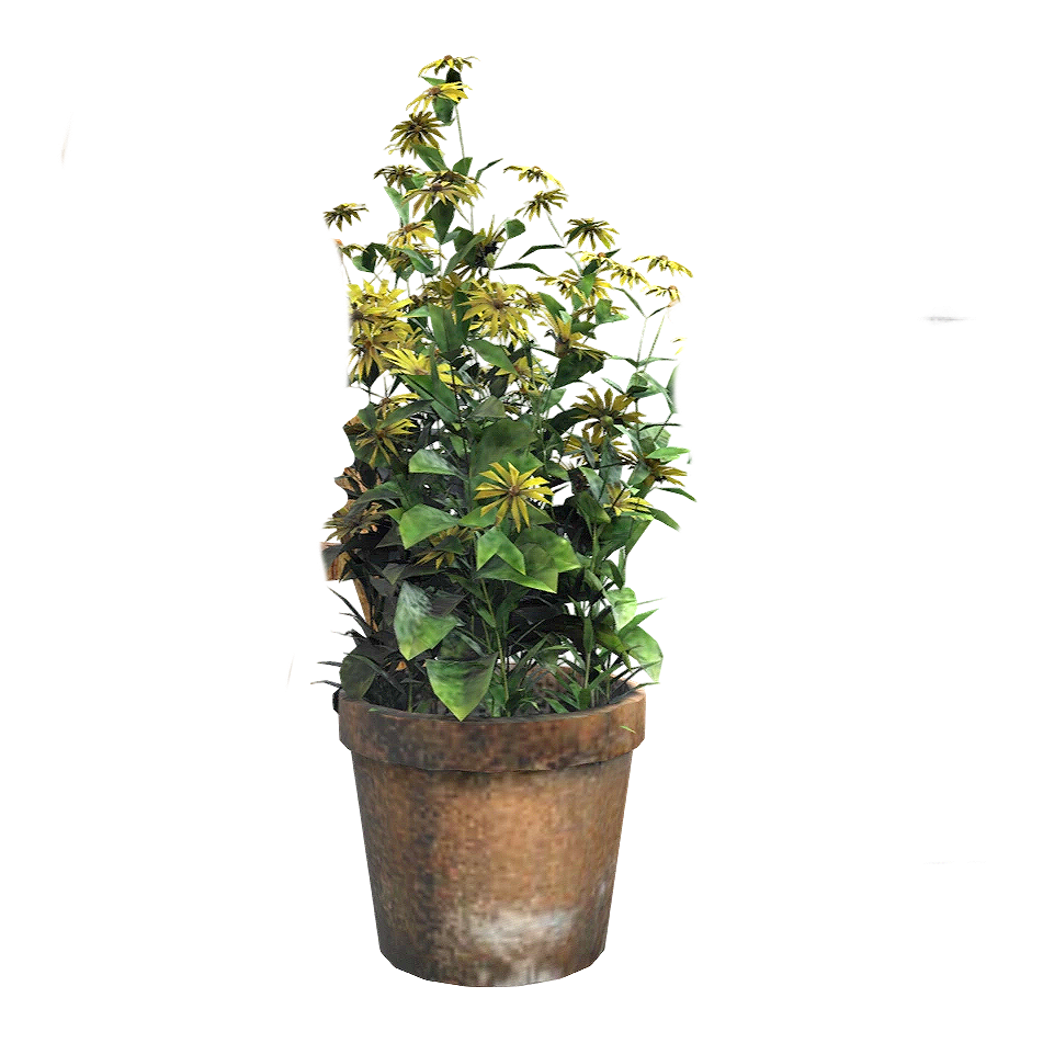 potted chrysanthemum plant