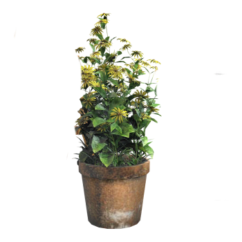 potted chrysanthemum plant