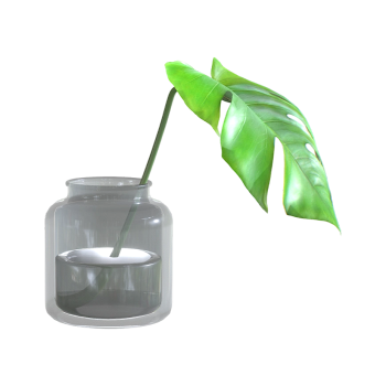 Hydroponic Bamboo Tortoise