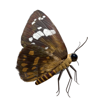 Taiwan Beautiful Butterfly (3D animation model)
