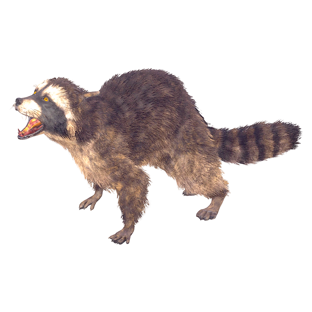 Realistic raccoon (3D animated model)