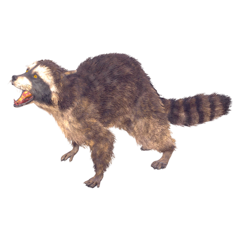 Realistic raccoon (3D animated model)