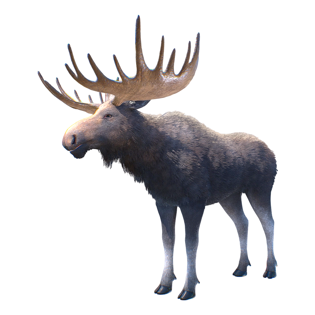 Moose (3D animated model)
