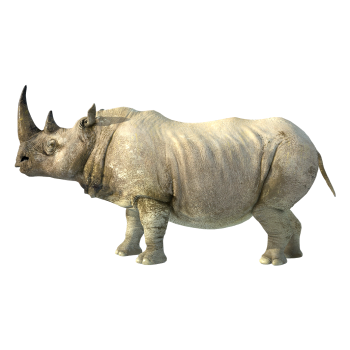 White Rhino (3D animated model)