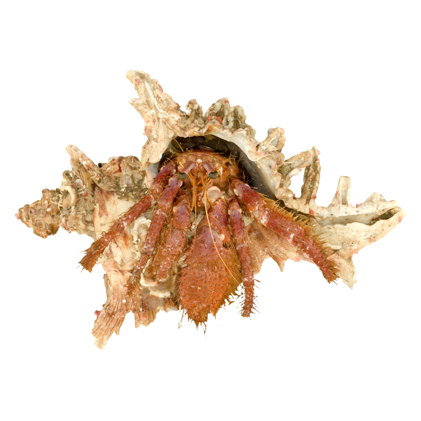 Specimen of the thick-cled live hermit crab