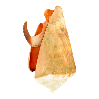 Red-mouthed Phoenix Snail Specimen