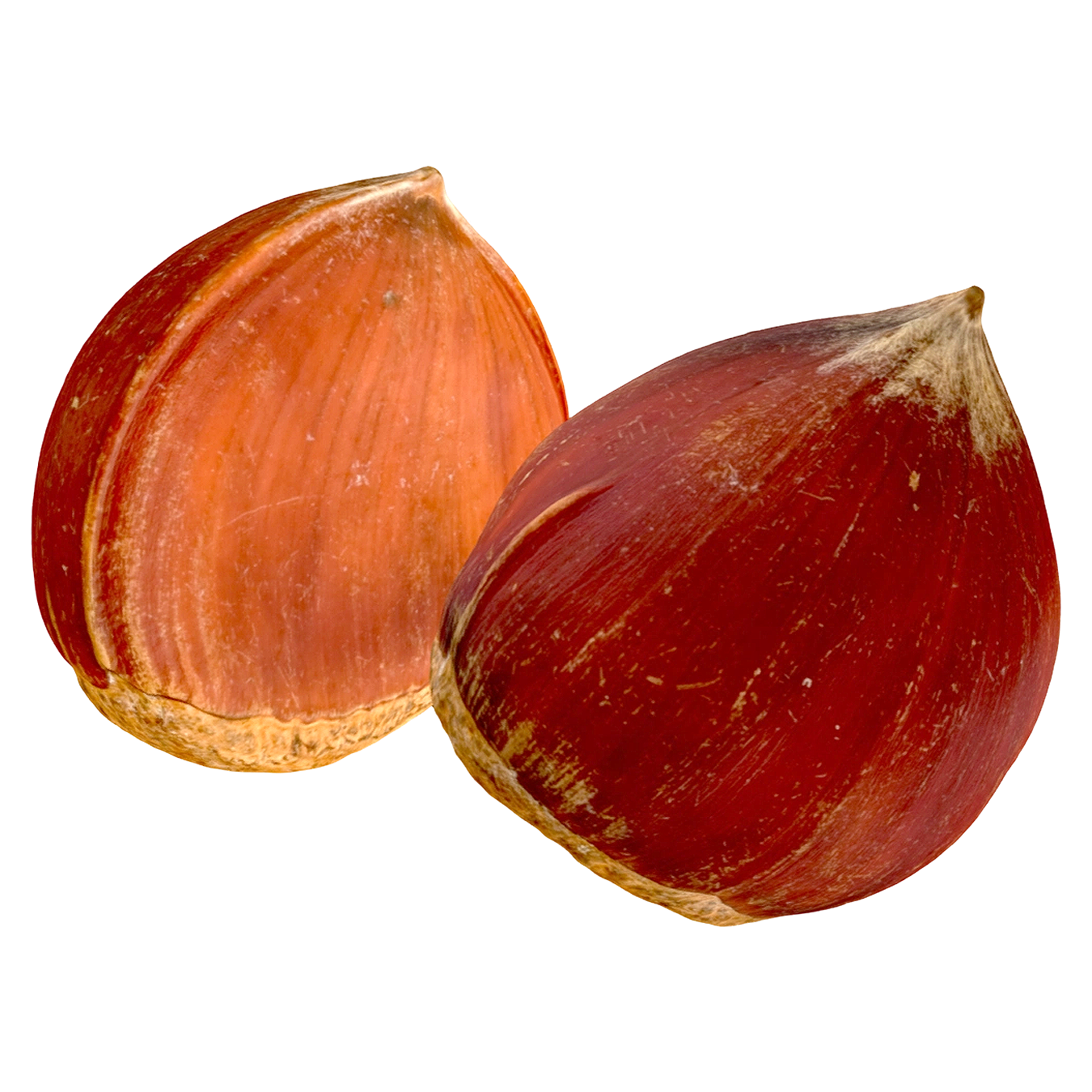 Chestnut