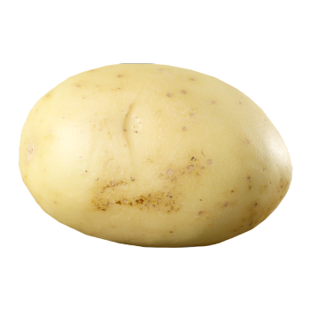 Potato