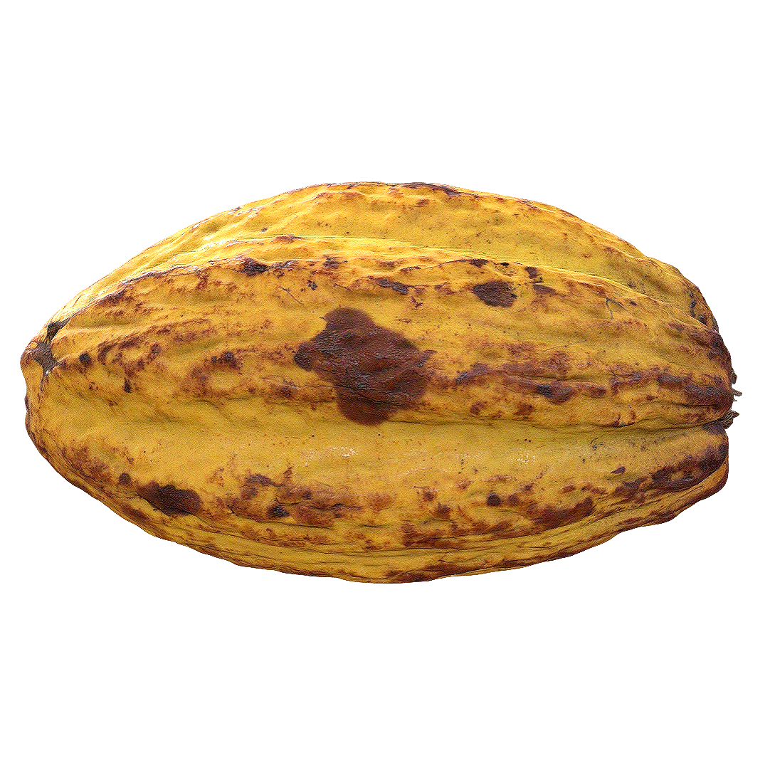 Cocoa pod