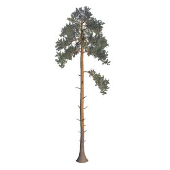 Evergreen tree