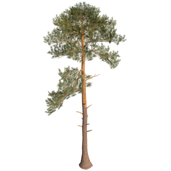 Pine tree