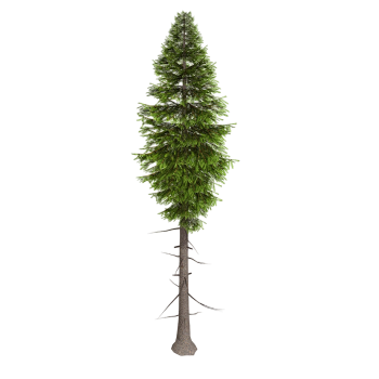 Fir