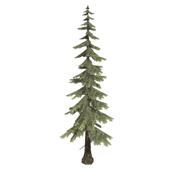 Spruce