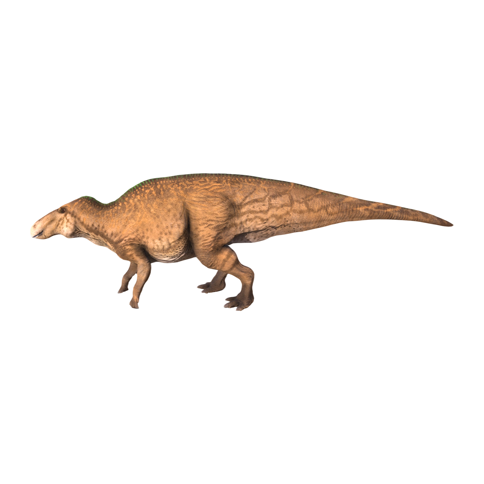Edmonton Dragon (3D animated model)