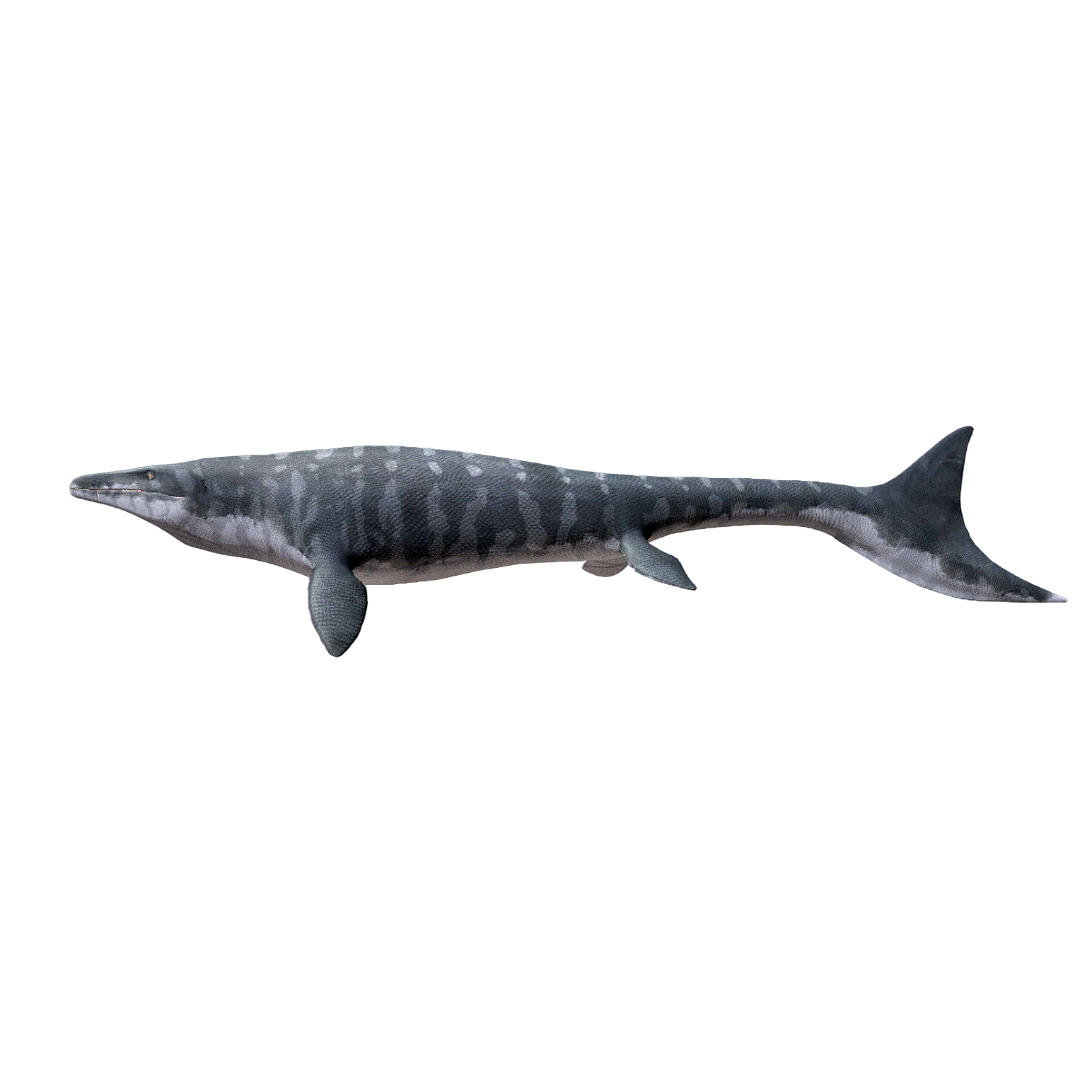 Hoffman Canglong (3D animated model)