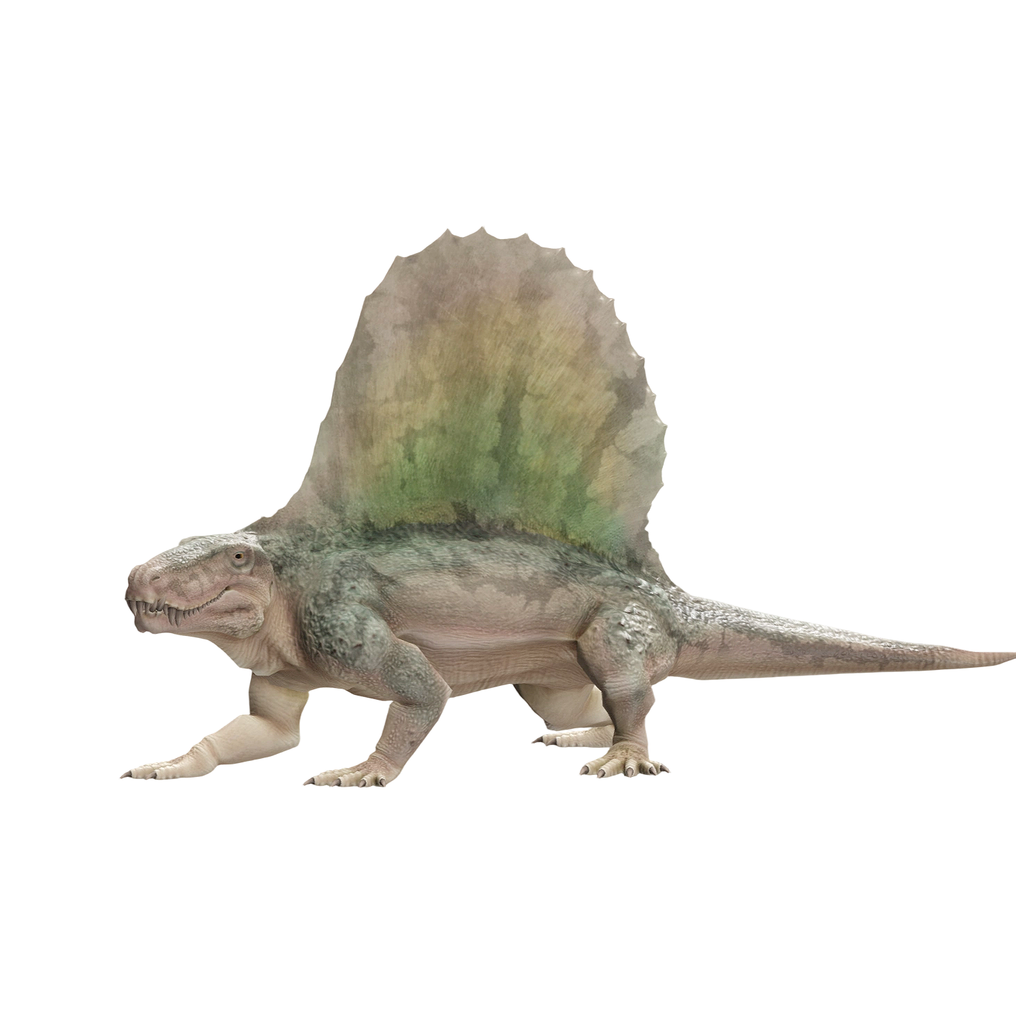 Heterodon (3D animated model)