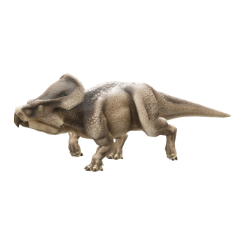 Anglo-protoratops (3D animated model)