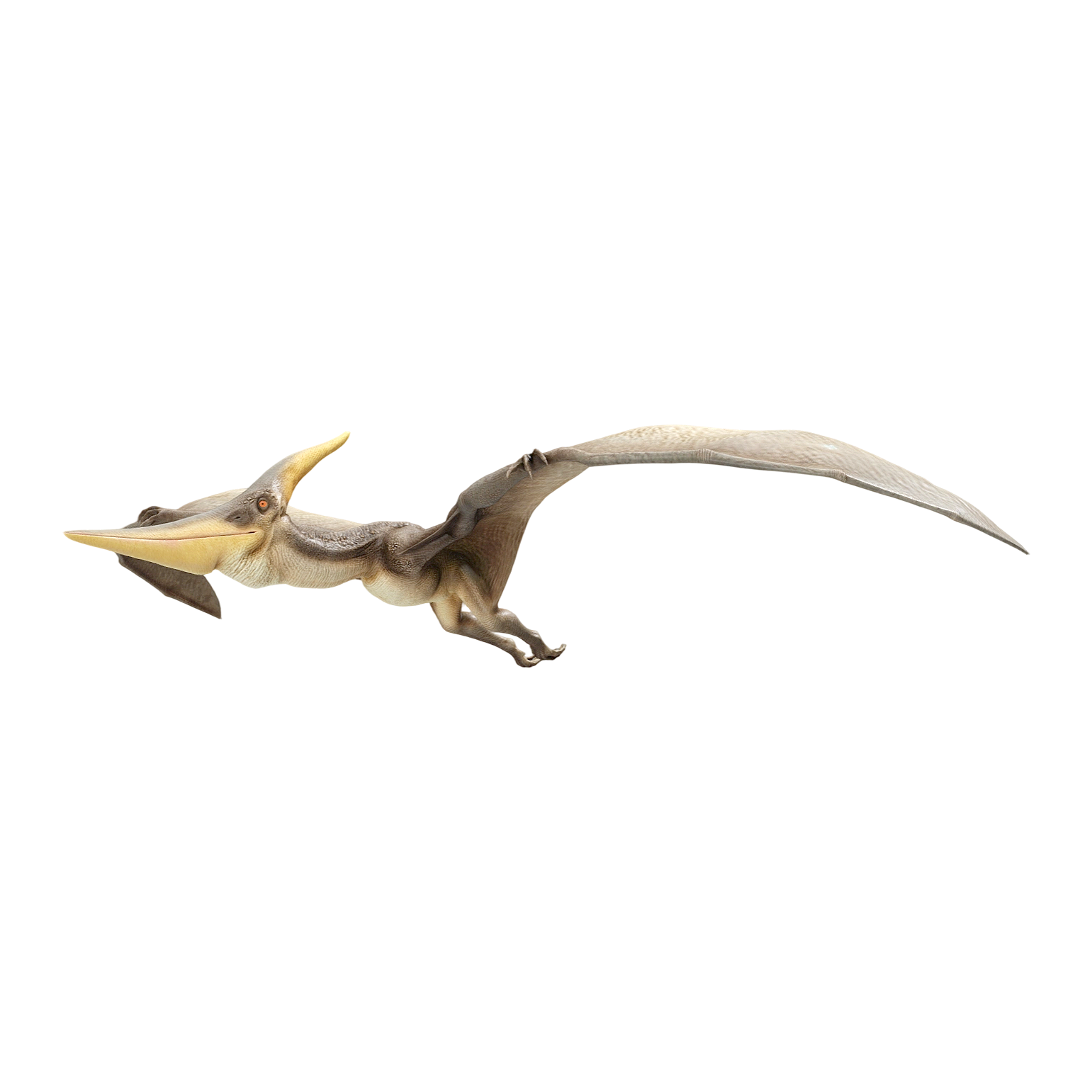 Pteranodon (3D animated model)
