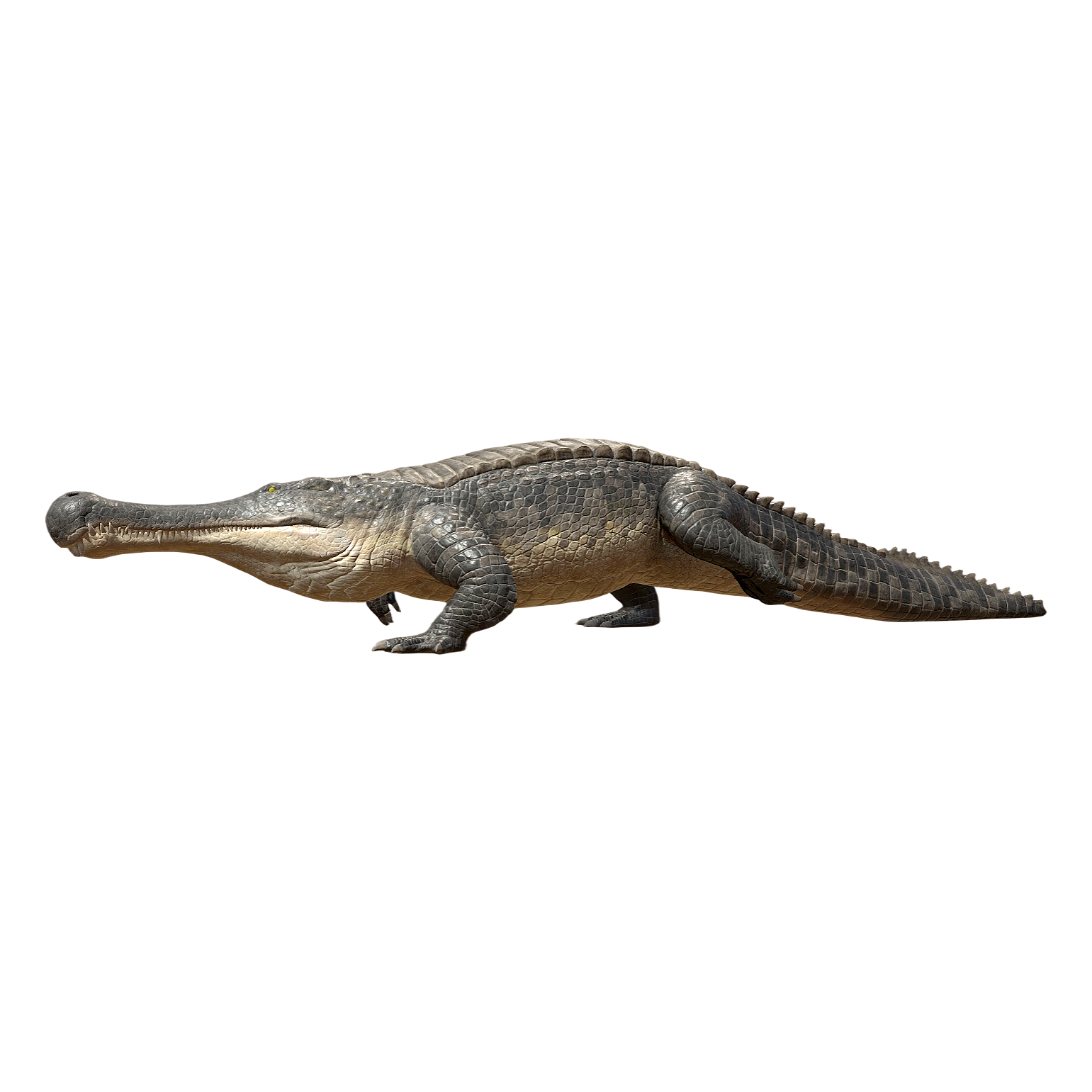 Emperor crocodile (3D animated model)