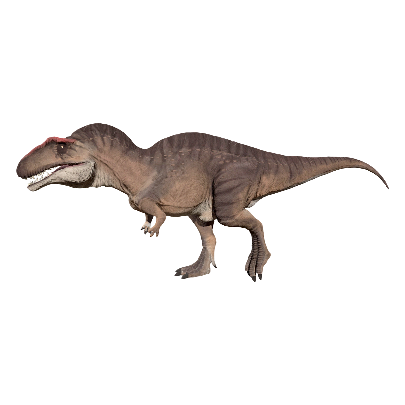 Allosaurus (3D animation model)