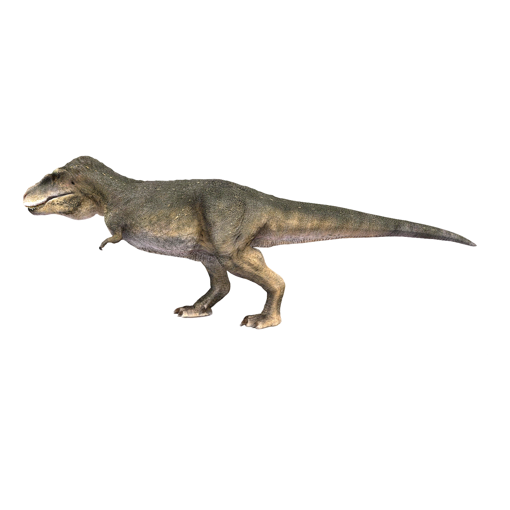 Tyrannosaurus (3D animated model)