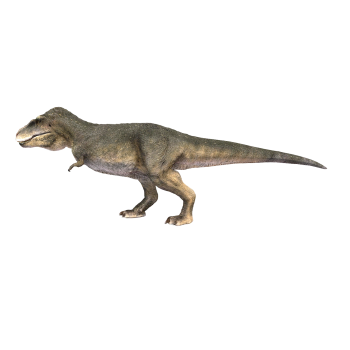 Tyrannosaurus (3D animated model)