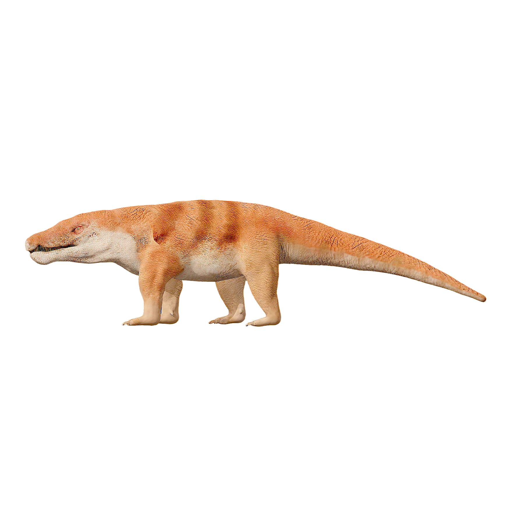 Balu crocodile (3D animated model)