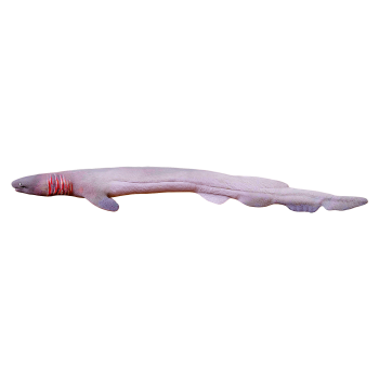 Frilled Shark (3D Animated Model)