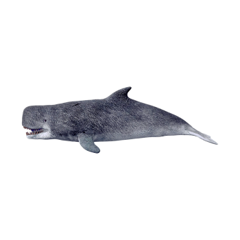 Melville Whale (3D animated model)