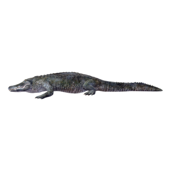 Short Nose Crocodile (3D Animated Model)