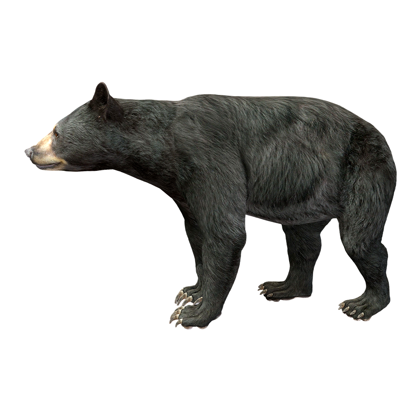 Black Bear (3D animated model)
